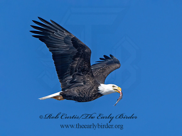 Haliaeetus leucocephalus  BALD EAGLE 9067151z