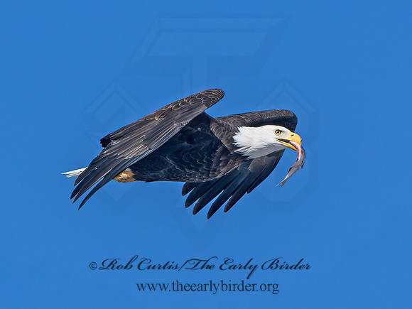 Haliaeetus leucocephalus  BALD EAGLE 9067149z
