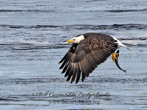 Haliaeetus leucocephalus  BALD EAGLE 9067538z