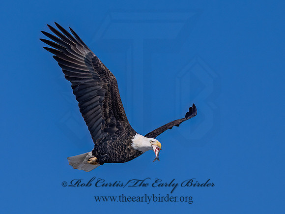 Haliaeetus leucocephalus  BALD EAGLE 9067247z