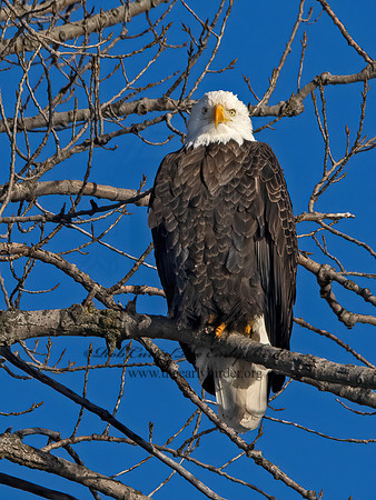 Haliaeetus leucocephalus  BALD EAGLE 9066852z