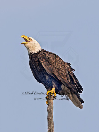 Haliaeetus leucocephalus  BALD EAGLE 9068387z