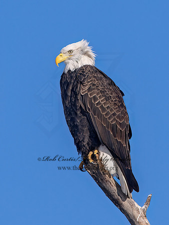 Haliaeetus leucocephalus  BALD EAGLE 9067434z