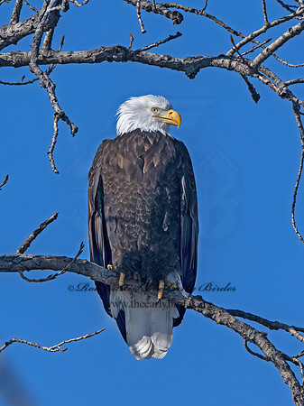 Haliaeetus leucocephalus  BALD EAGLE 9066949z