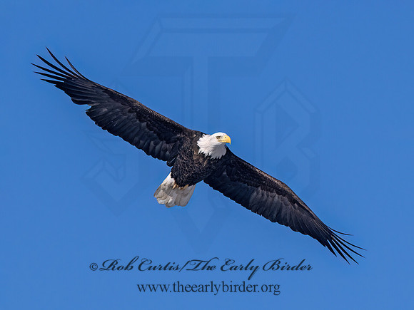 Haliaeetus leucocephalus  BALD EAGLE 9067323z