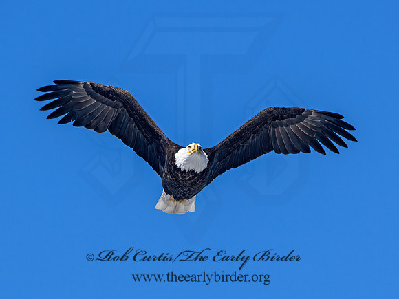 Haliaeetus leucocephalus  BALD EAGLE 9067173z