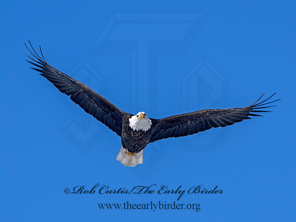 Haliaeetus leucocephalus  BALD EAGLE 9067175z