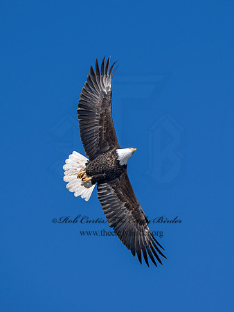 Haliaeetus leucocephalus  BALD EAGLE 9067228z