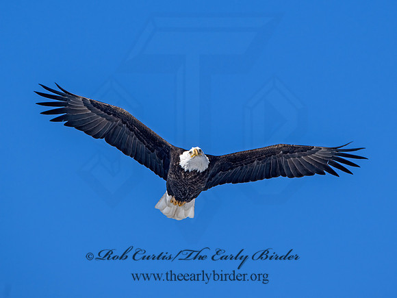 Haliaeetus leucocephalus  BALD EAGLE 9067179z