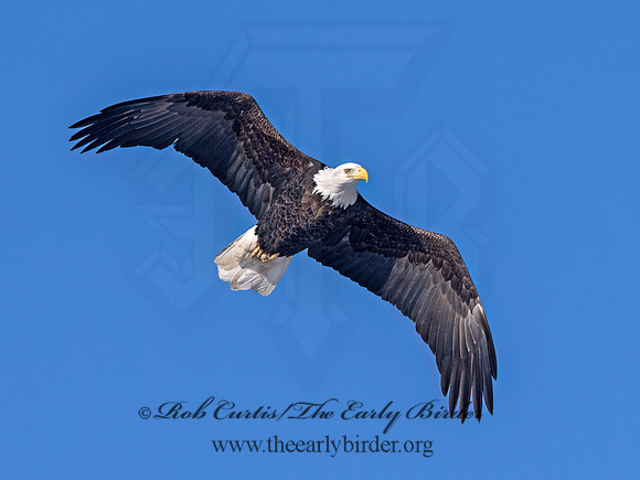 Haliaeetus leucocephalus  BALD EAGLE 9067324z