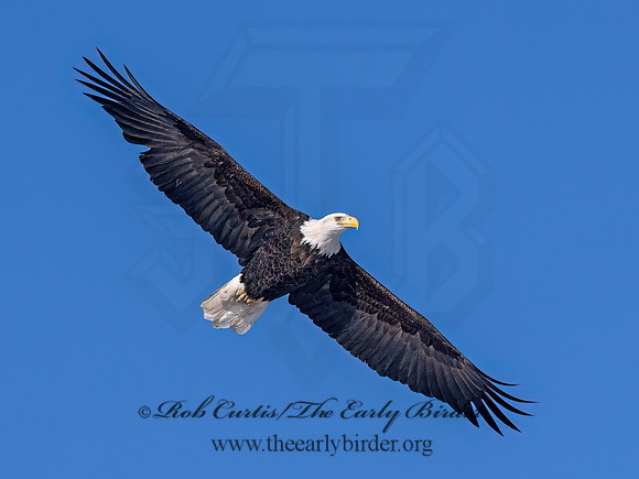 Haliaeetus leucocephalus  BALD EAGLE 9067325z