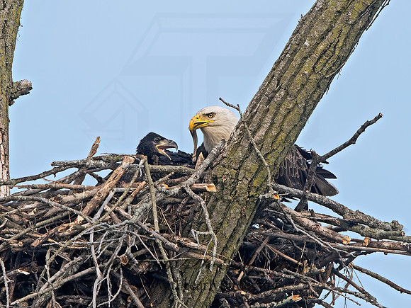 Haliaeetus leucocephalus  BALD EAGLE 9068360z
