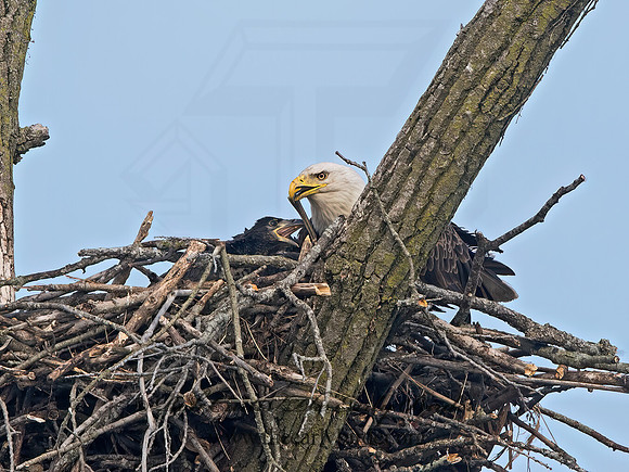 Haliaeetus leucocephalus  BALD EAGLE 9068361z