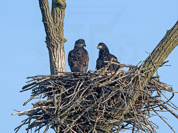 Haliaeetus leucocephalus  BALD EAGLE 9068549z