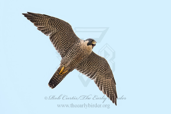 Falco peregrinus  PEREGRINE FALCON 9071112z