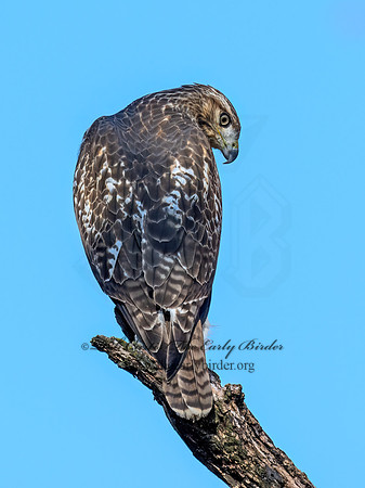 Buteo jamaicensis  RED-TAILED HAWK 9071603z