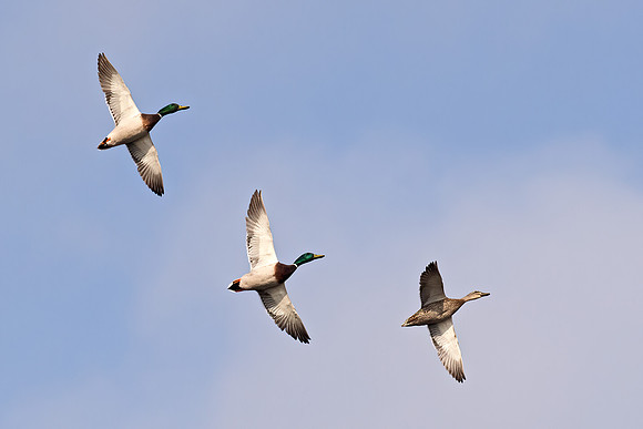 Anas platyrhynchos  MALLARD 9068135z