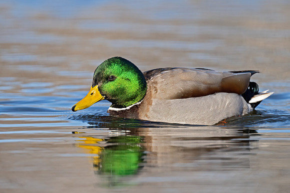 Anas platyrhynchos  MALLARD 9073833z