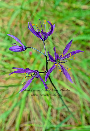 Camassia quamash  COMMON CAMASS 146918z