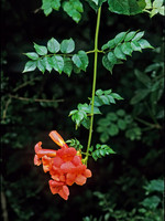 Campsis radicans  TRUMPET FLOWER  283030 z