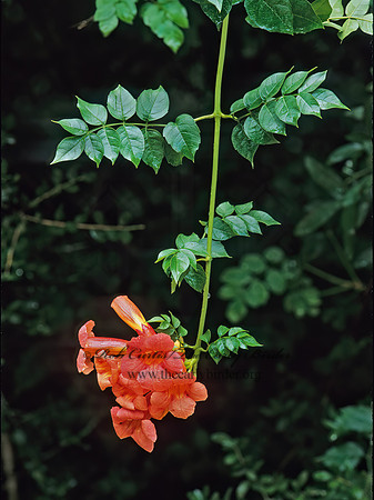 Campsis radicans  TRUMPET FLOWER  283030 z