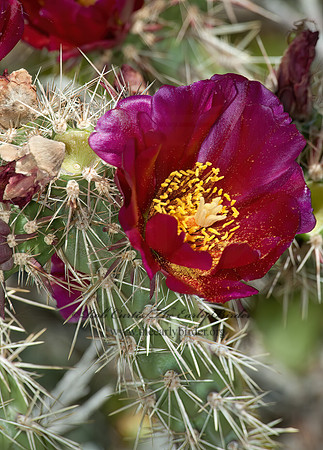 Opuntia  PRICKLY-PEAR 5005616z