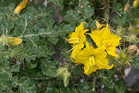 Solanum rostratum  BUFFALO BURR 3039517z