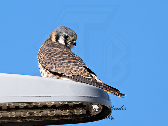 Falco sparverius  AMERICAN KESTREL 9070943z
