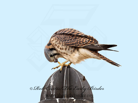 Falco sparverius  AMERICAN KESTREL 9071044z