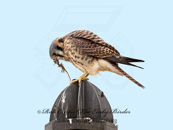Falco sparverius  AMERICAN KESTREL 9071046z
