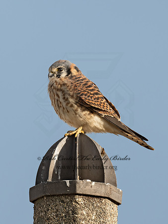 Falco sparverius  AMERICAN KESTREL 9071010z