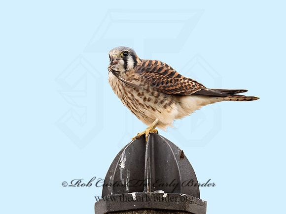 Falco sparverius  AMERICAN KESTREL 9071050z