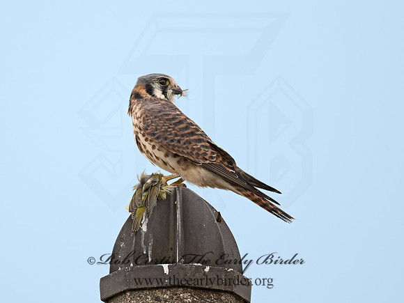 Falco sparverius  AMERICAN KESTREL 9071032z
