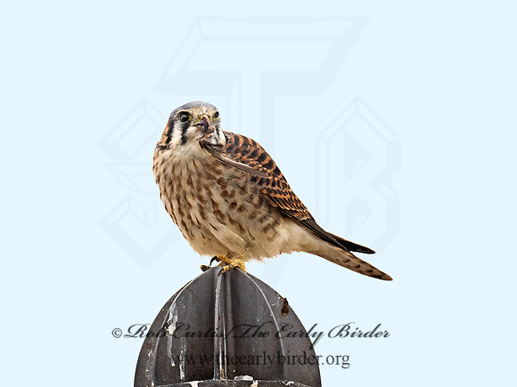 Falco sparverius  AMERICAN KESTREL 9071054z