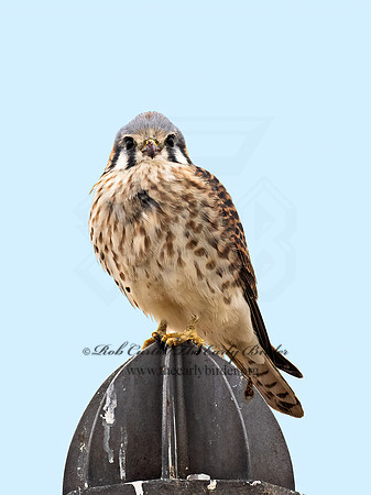 Falco sparverius  AMERICAN KESTREL 9071066z