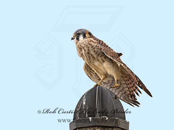 Falco sparverius  AMERICAN KESTREL 9071071z