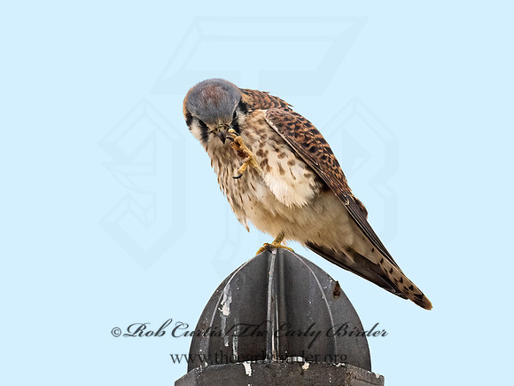 Falco sparverius  AMERICAN KESTREL 9071072z