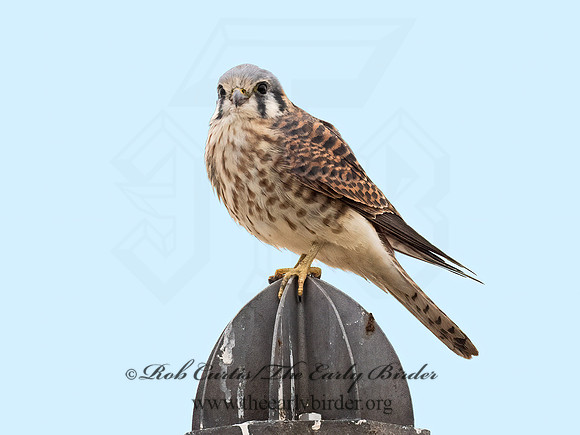 Falco sparverius  AMERICAN KESTREL 9071092z