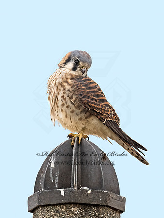 Falco sparverius  AMERICAN KESTREL 9071074z