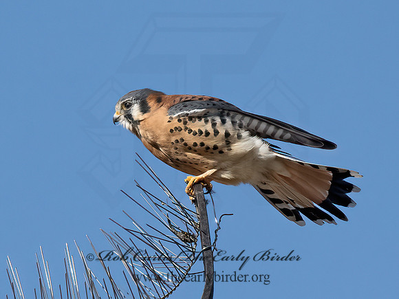 Falco sparverius  AMERICAN KESTREL 9071332z