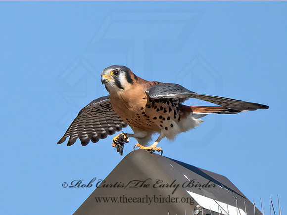 Falco sparverius  AMERICAN KESTREL 9071342z