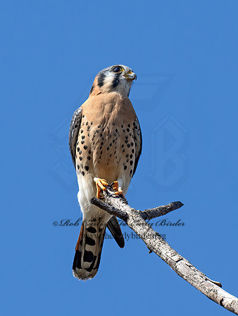 Falco sparverius  AMERICAN KESTREL 9071610z