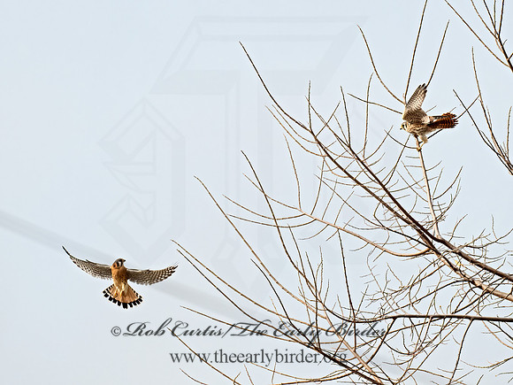 Falco sparverius  AMERICAN KESTREL 9071701z
