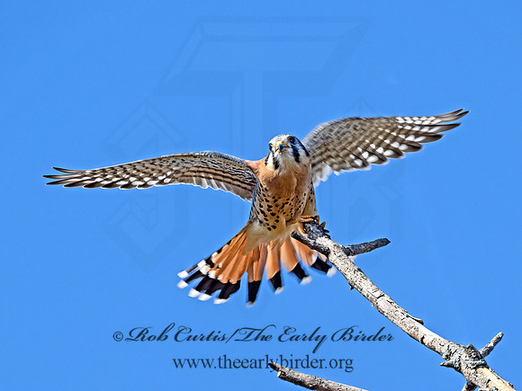 Falco sparverius  AMERICAN KESTREL 9071613z