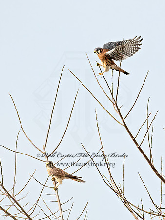 Falco sparverius  AMERICAN KESTREL 9071709z