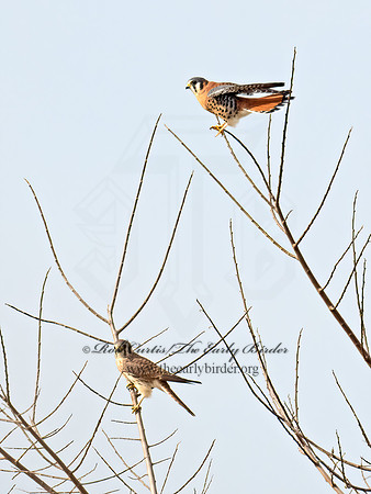 Falco sparverius  AMERICAN KESTREL 9071714z