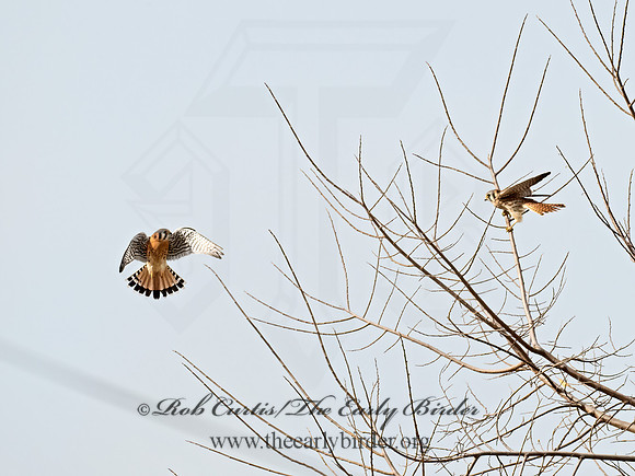 Falco sparverius  AMERICAN KESTREL 9071702z