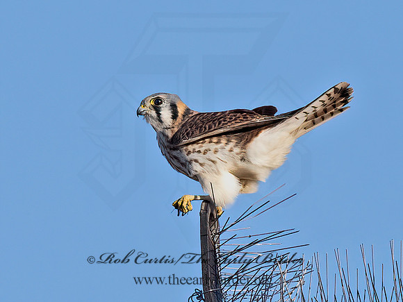 Falco sparverius  AMERICAN KESTREL 9072200z