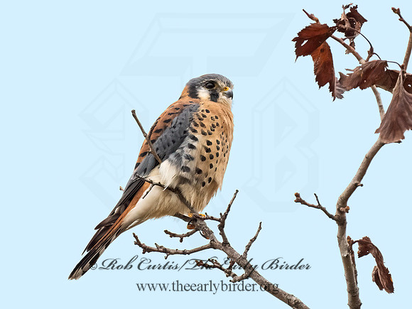 Falco sparverius  AMERICAN KESTREL 9071777z