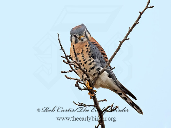 Falco sparverius  AMERICAN KESTREL 9071764z